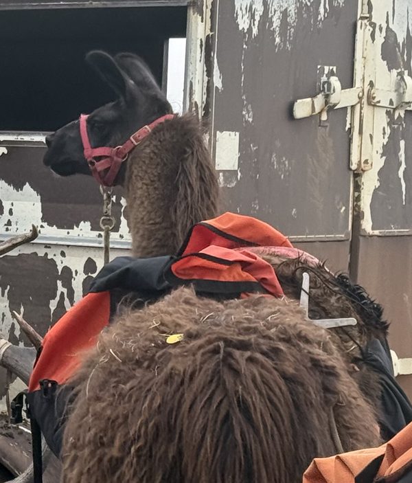 Diesel, a shaggy brown llama in a red halter